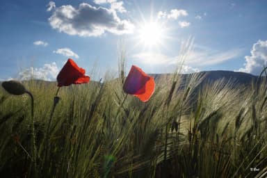 Oeuvre de Nathalie Bost-McKinnon