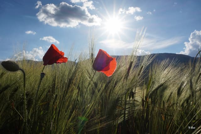 Nathalie Bost-McKinnon artwork